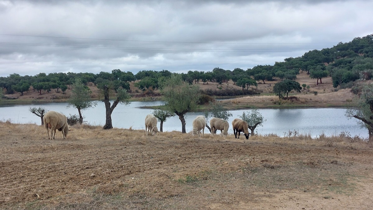 Paysage rural de l&rsquo;Alentejo&nbsp;: ch&ecirc;nes-li&egrave;ges et p&acirc;turages