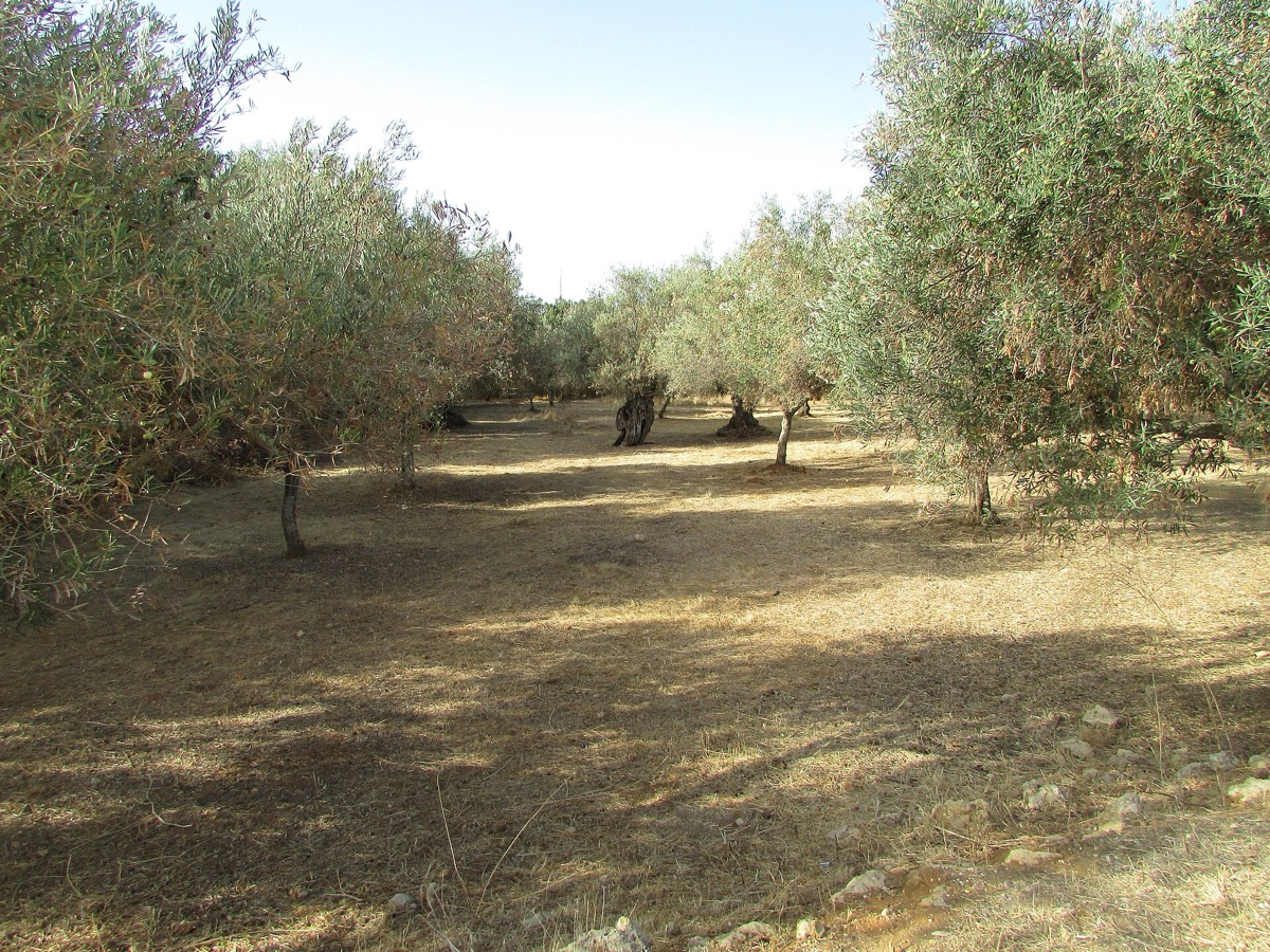Oliveraie sur un terrain rural au Portugal, typique des parcelles r&uacute;sticas en vente